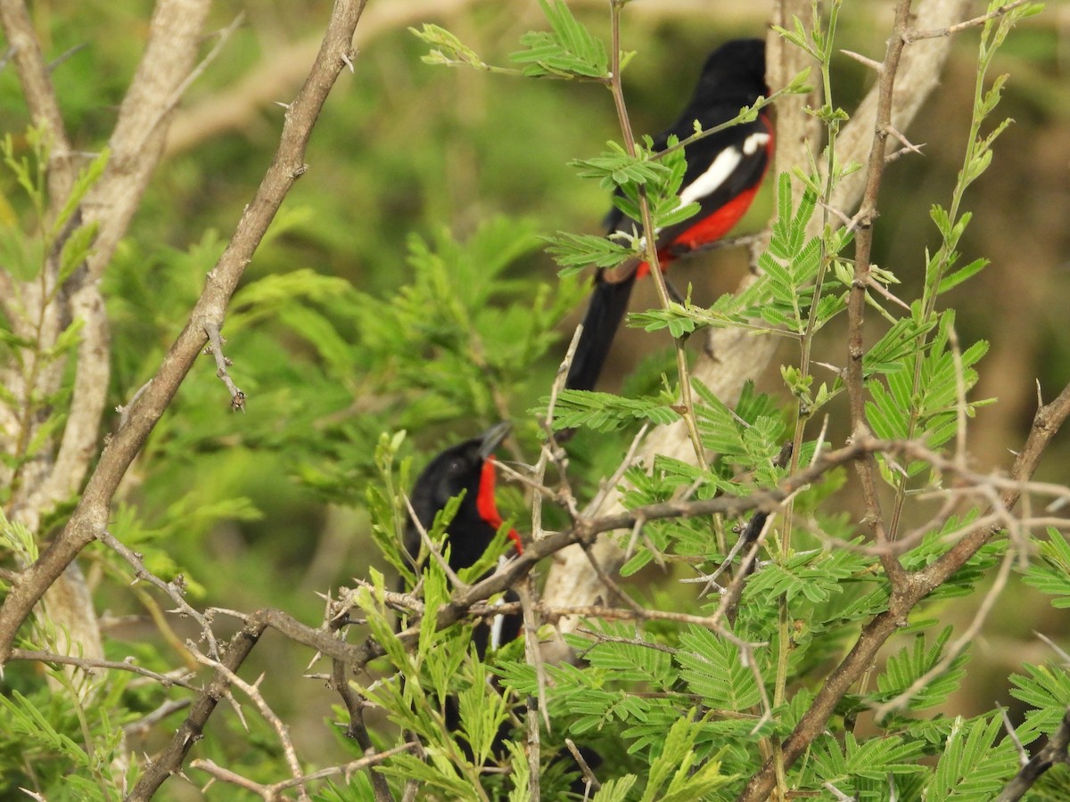 Crimson-breasted Gonolek - ML625584362