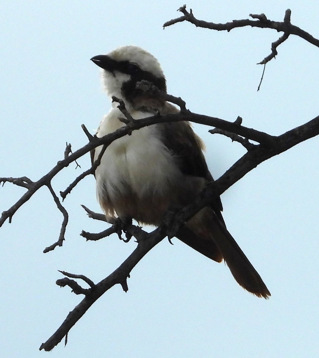 White-crowned Shrike - ML625584552