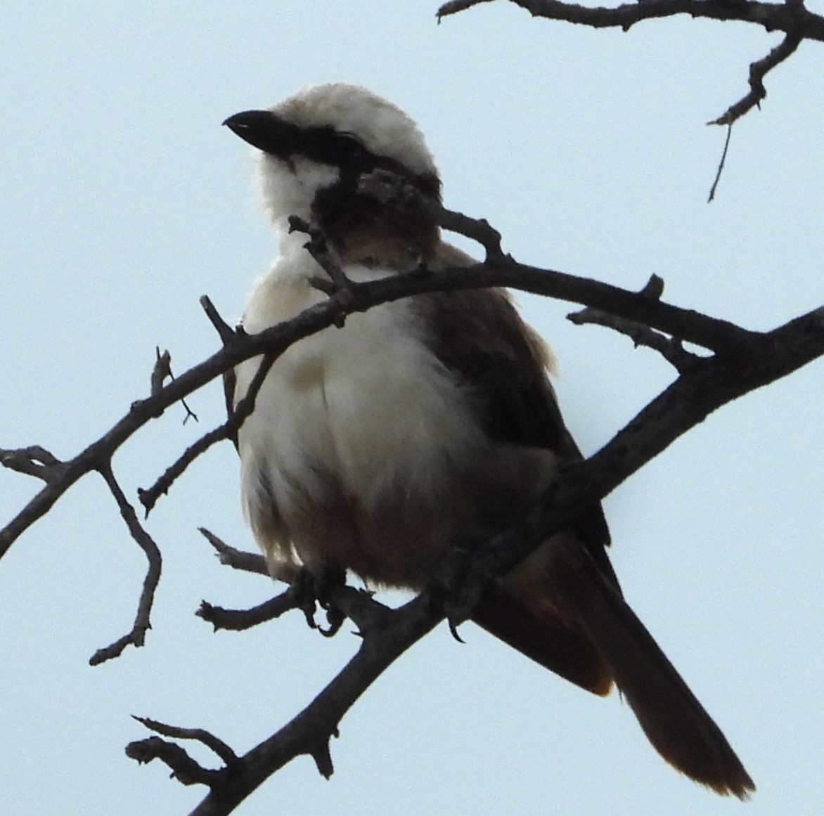 White-crowned Shrike - ML625584561