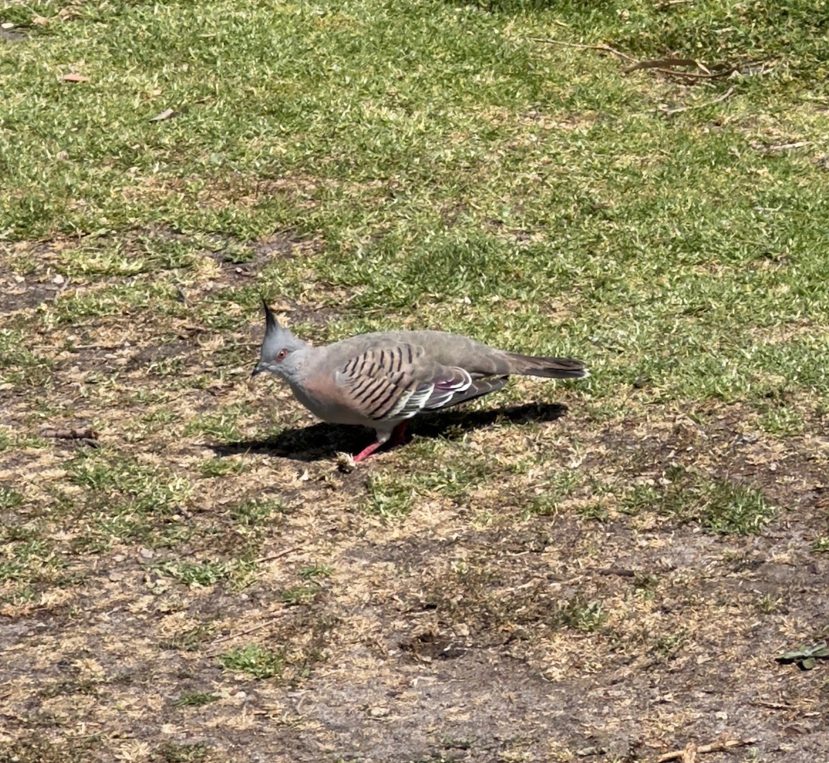 Crested Pigeon - ML625584562