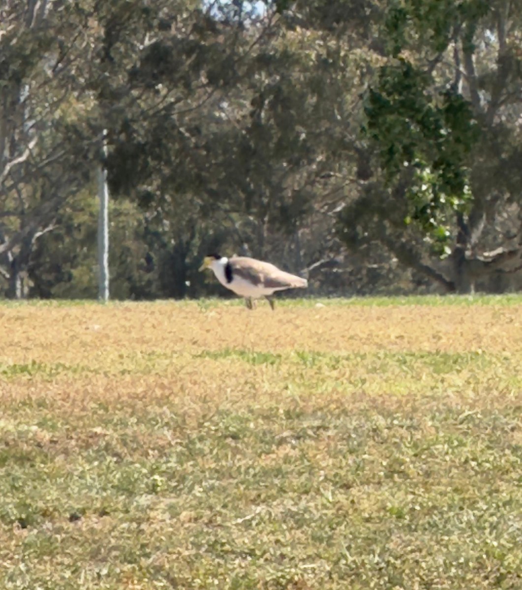 Masked Lapwing - ML625584613