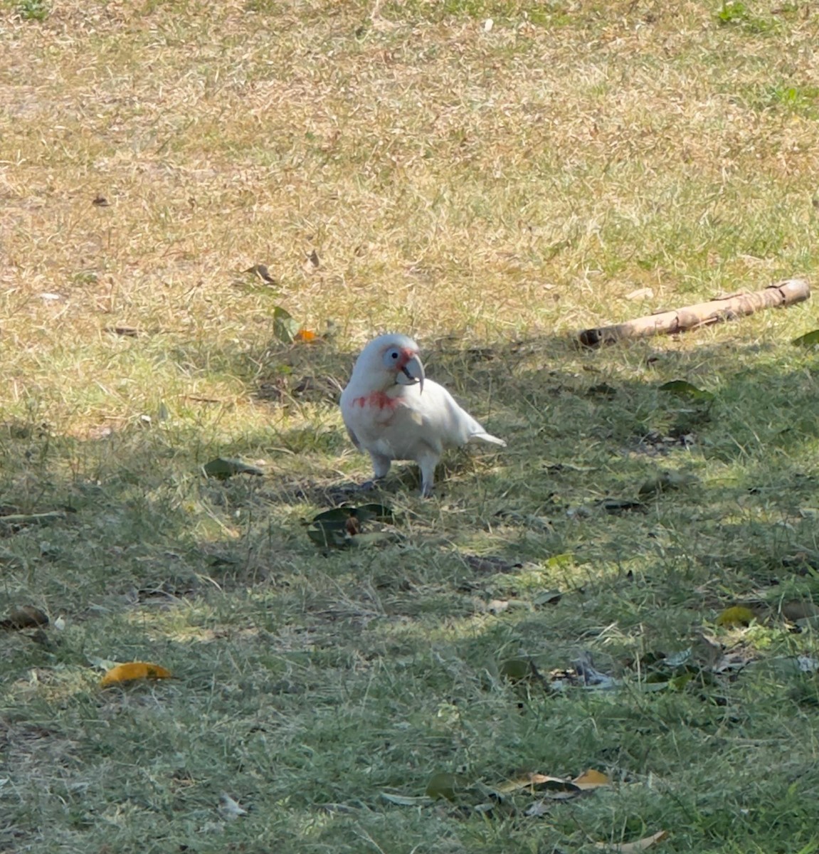 Long-billed Corella - ML625584670