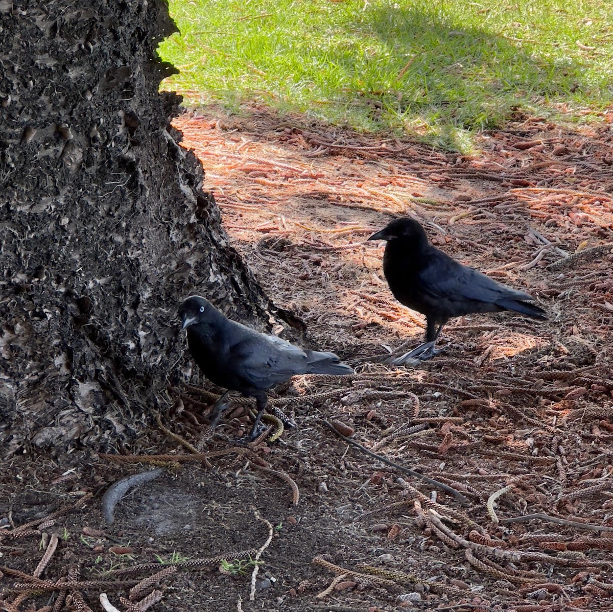 Little Raven - ML625584698