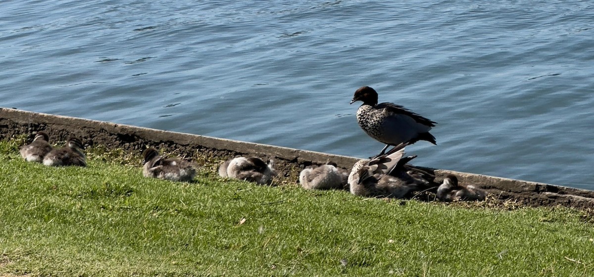 Maned Duck - ML625584722