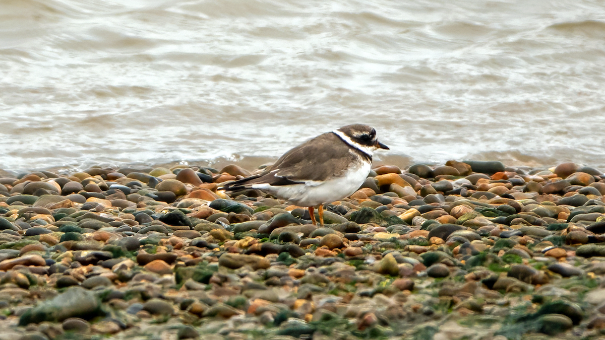 Common Ringed Plover - ML625584999