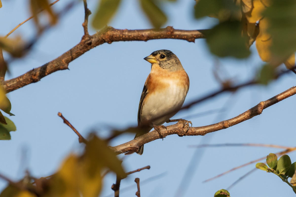 Brambling - ML625585010