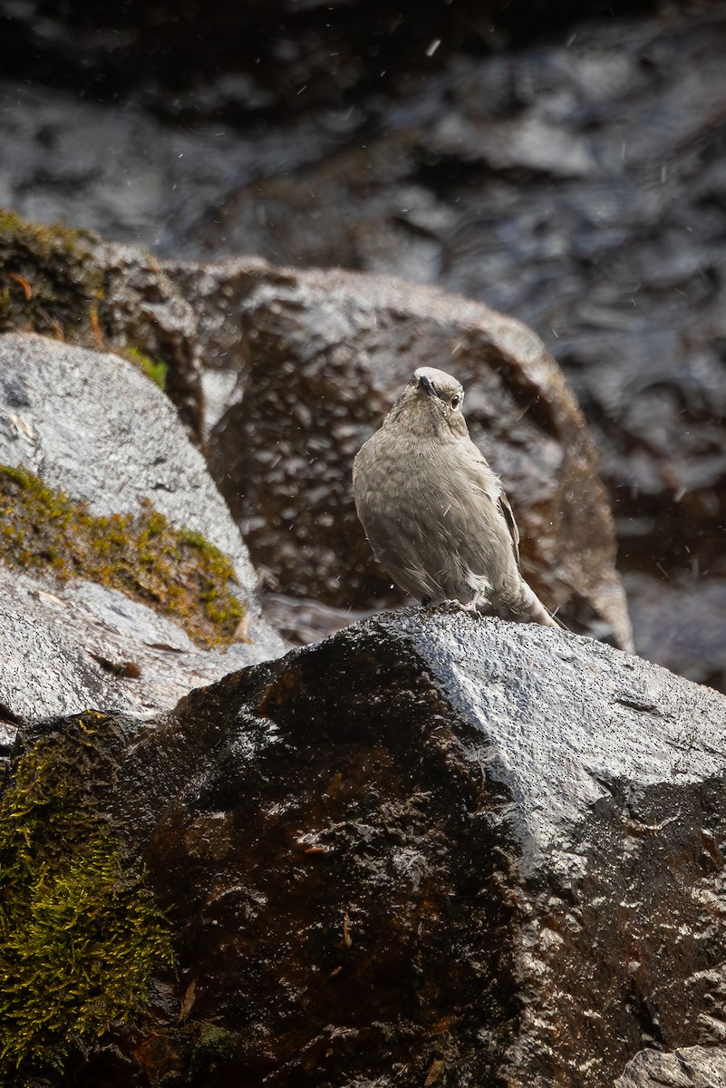 Townsend's Solitaire - ML625585096