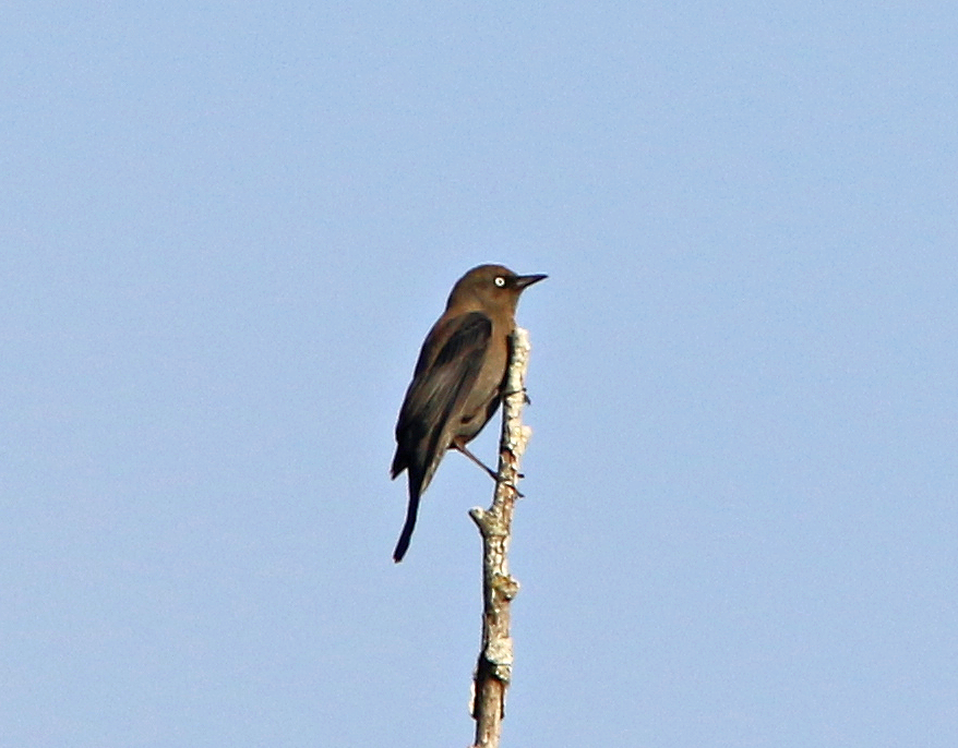 Rusty Blackbird - ML625585105