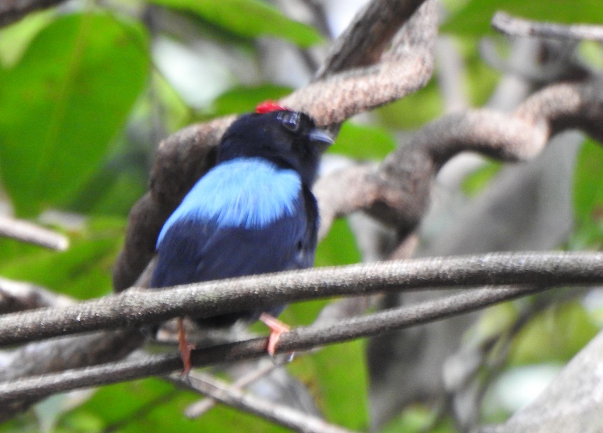 Blue-backed Manakin - ML625585141