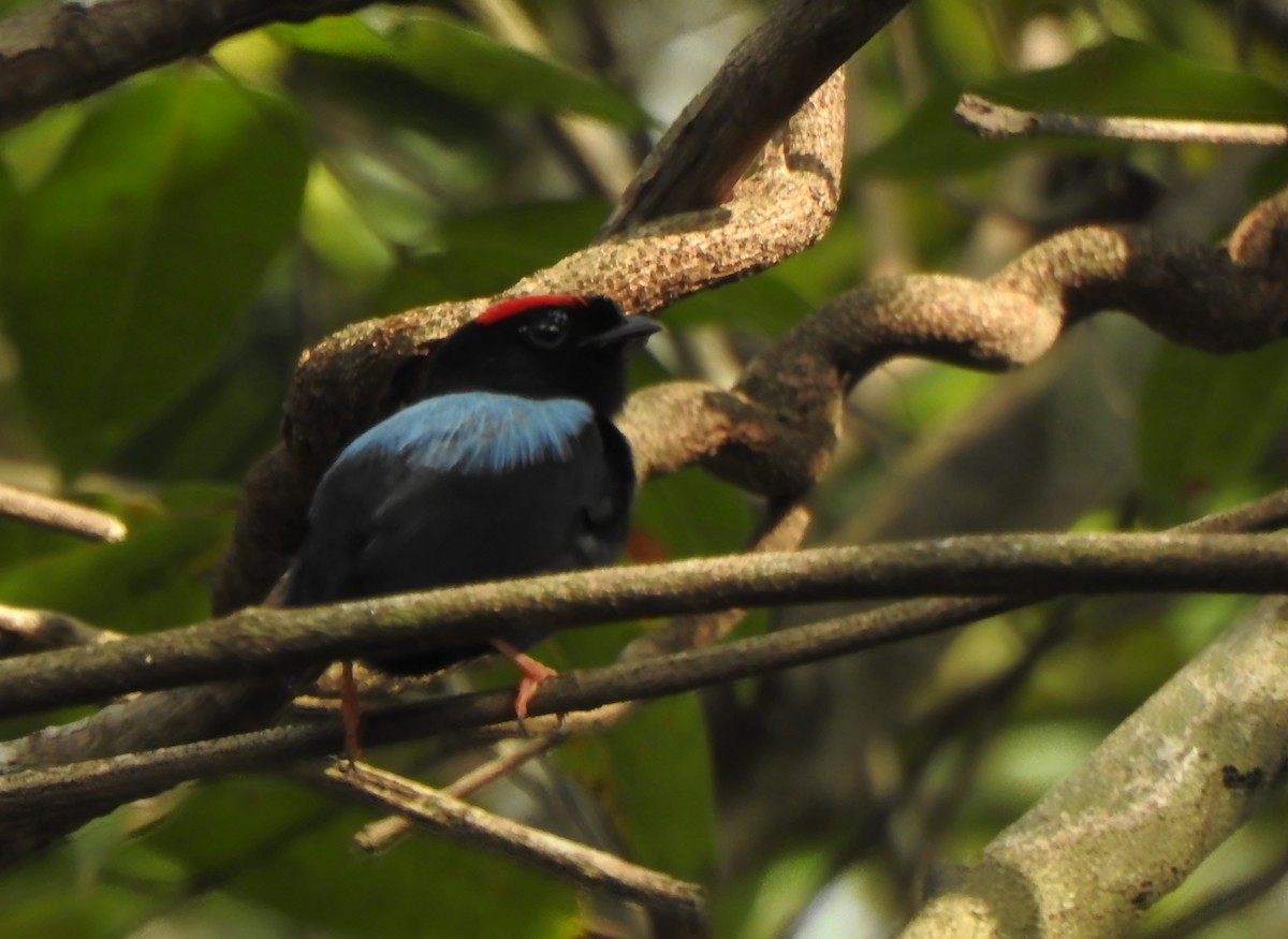 Blue-backed Manakin - ML625585142