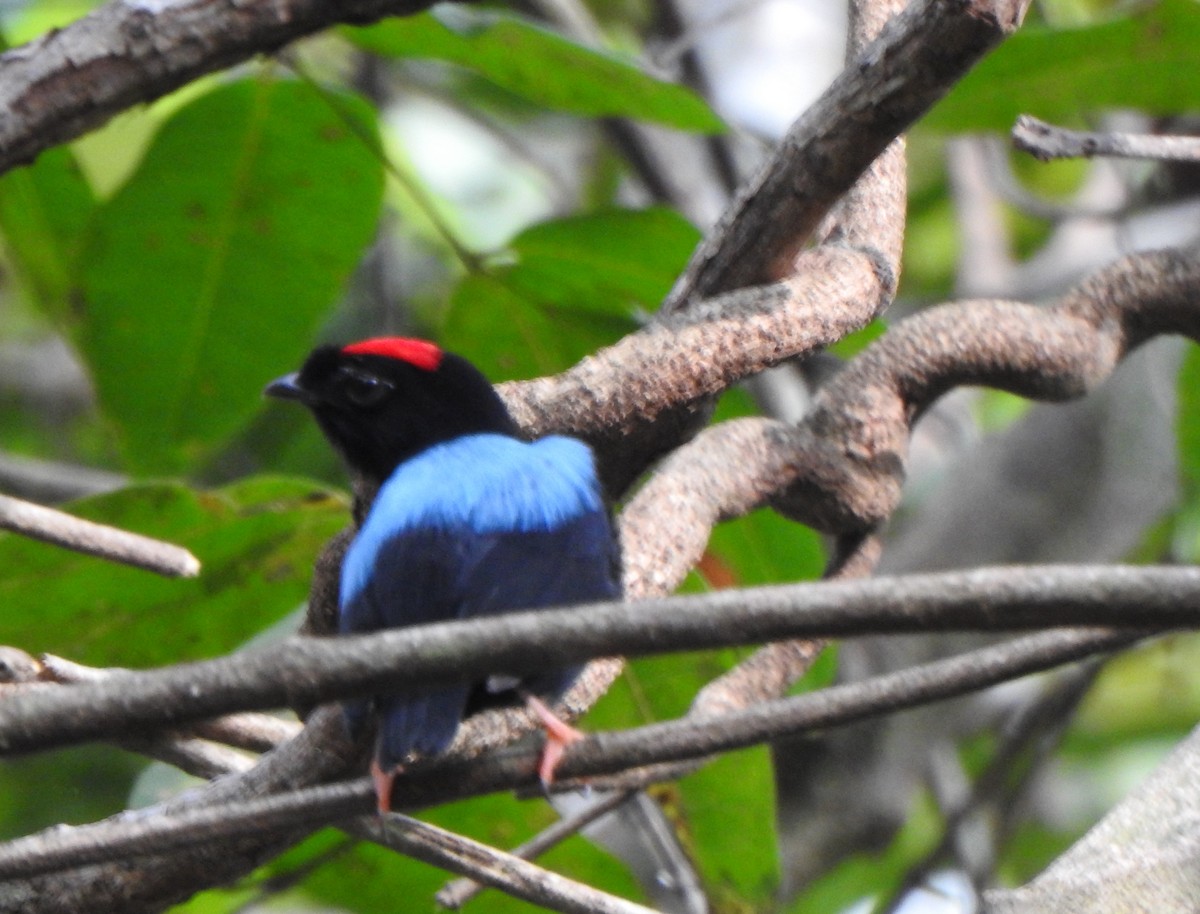 Blue-backed Manakin - ML625585143