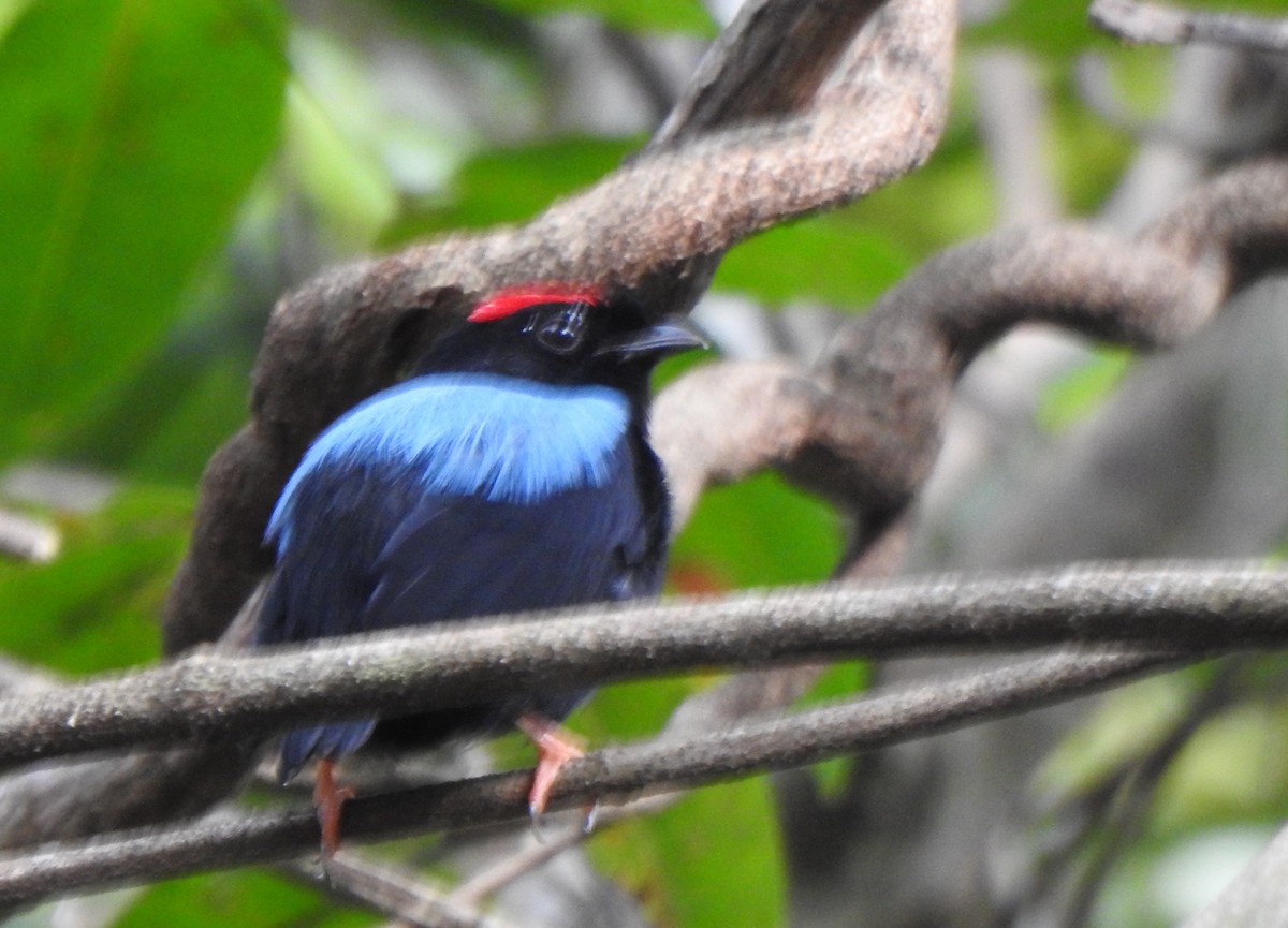 Blue-backed Manakin - ML625585144