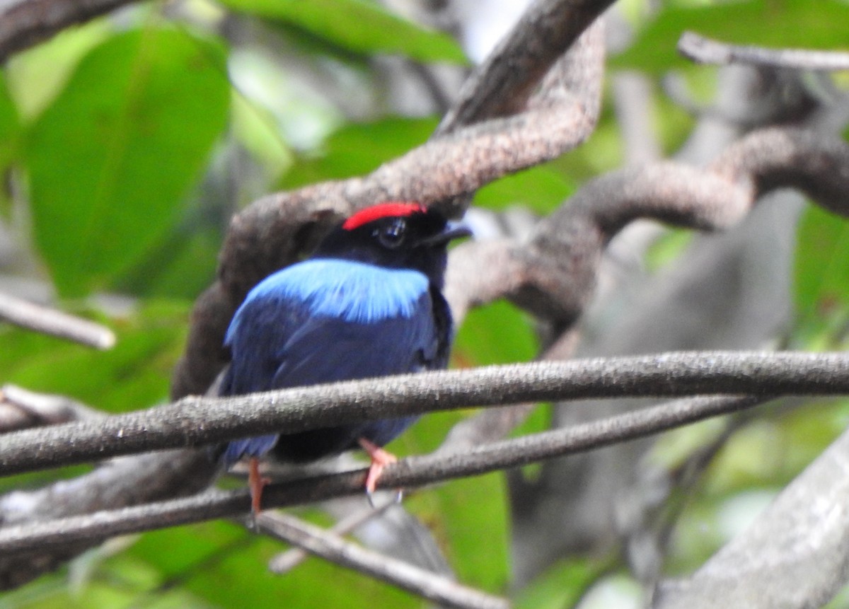 Blue-backed Manakin - ML625585145