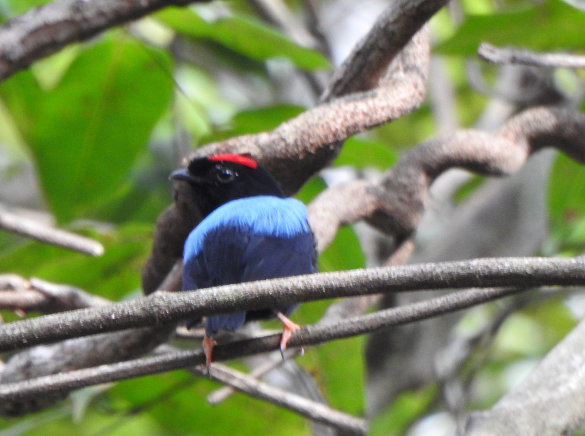 Blue-backed Manakin - ML625585146