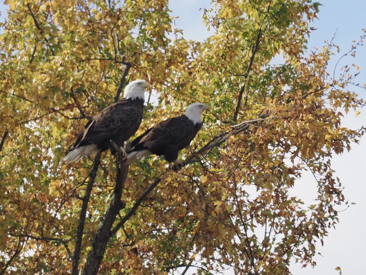 Bald Eagle - ML625585293