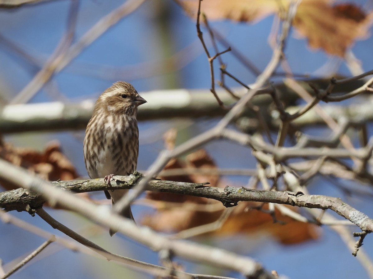 Purple Finch - ML625585303