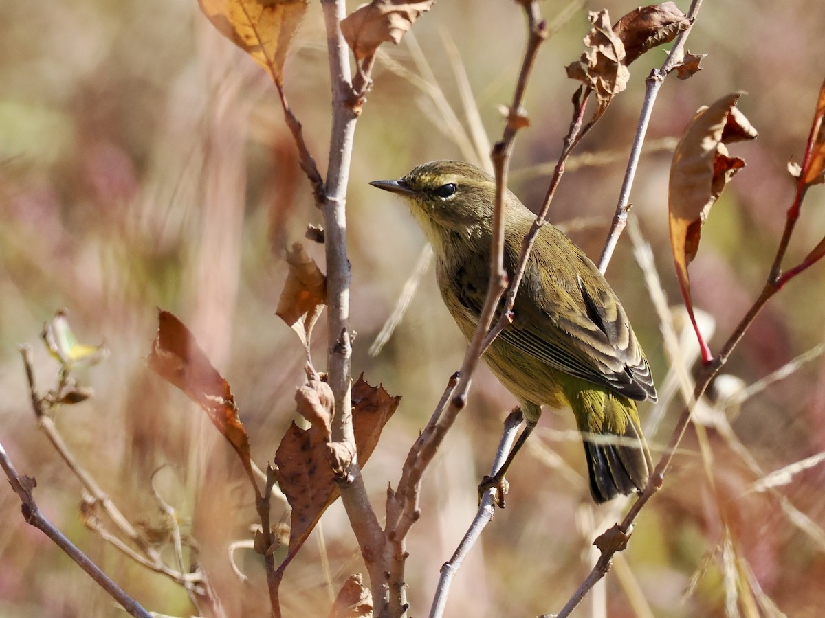 Palm Warbler - ML625585311