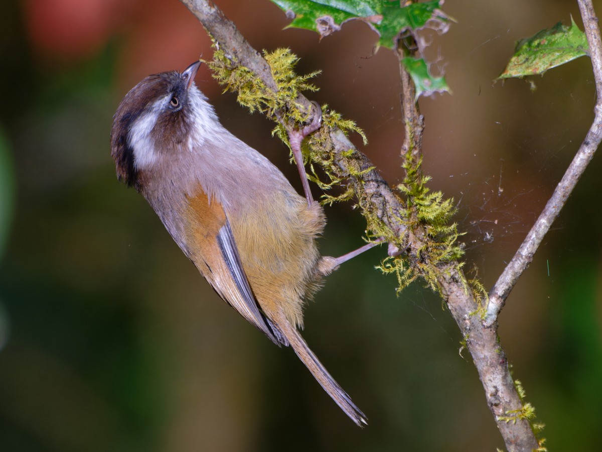 White-browed Fulvetta - ML625585429