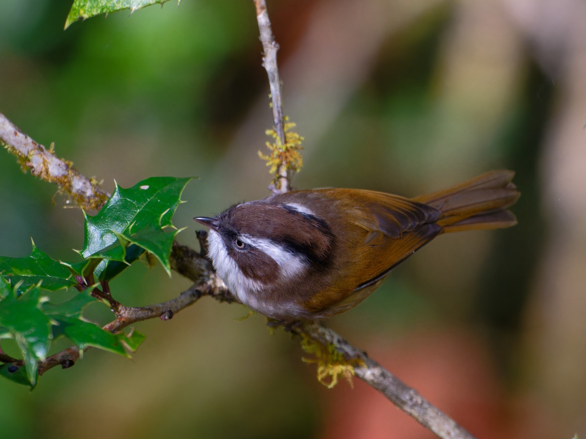 White-browed Fulvetta - ML625585430