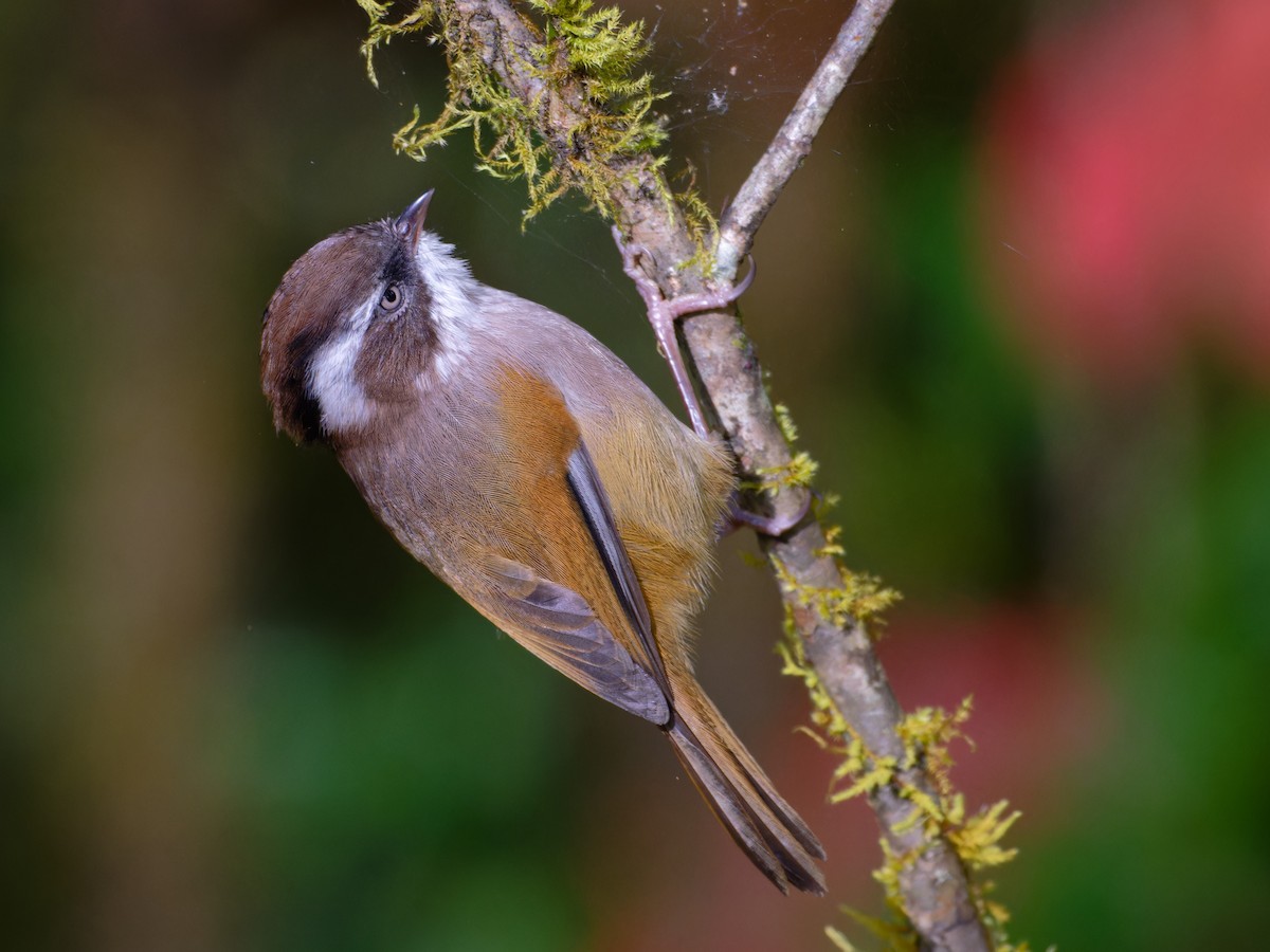 White-browed Fulvetta - ML625585431