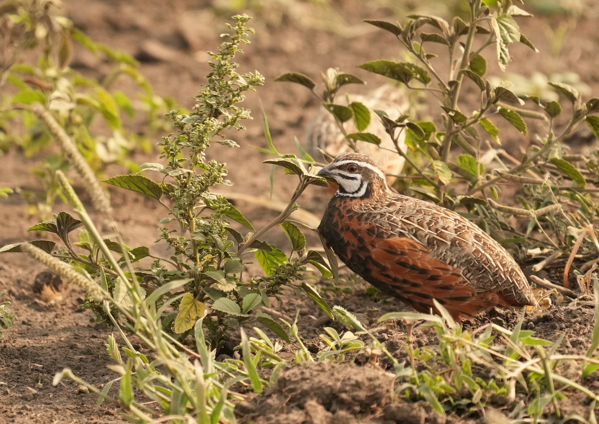 Harlequin Quail - ML625585458