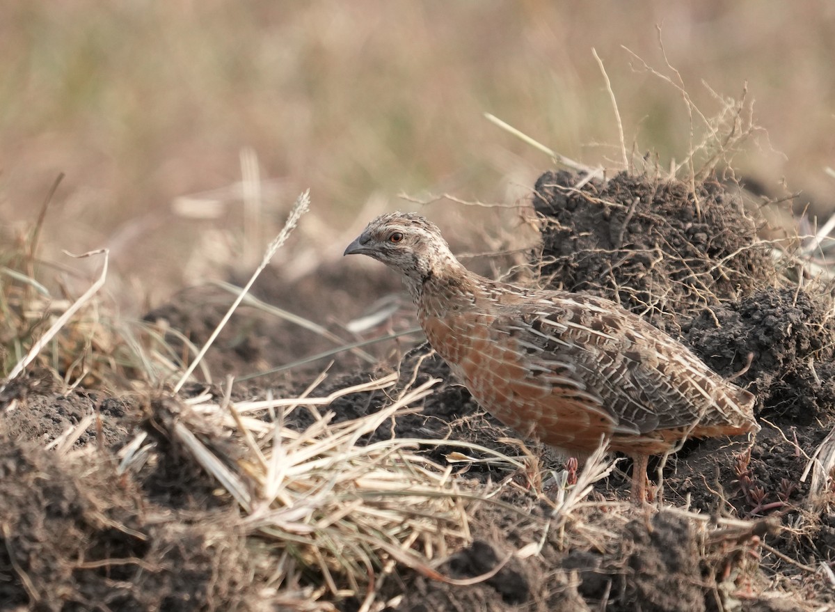 Harlequin Quail - ML625585474