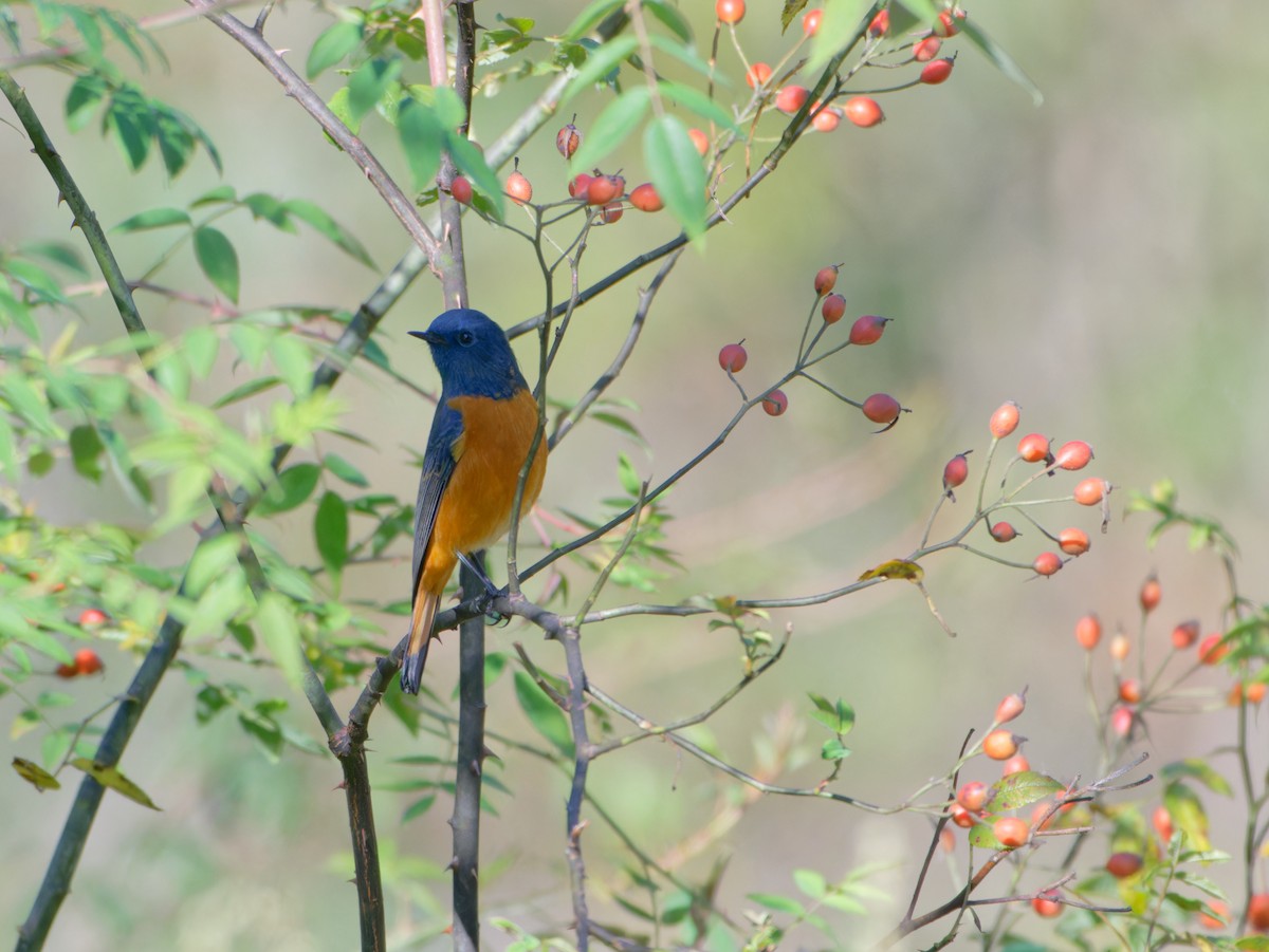 Blue-fronted Redstart - ML625585561