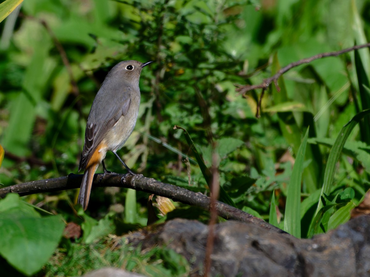 Blue-fronted Redstart - ML625585573