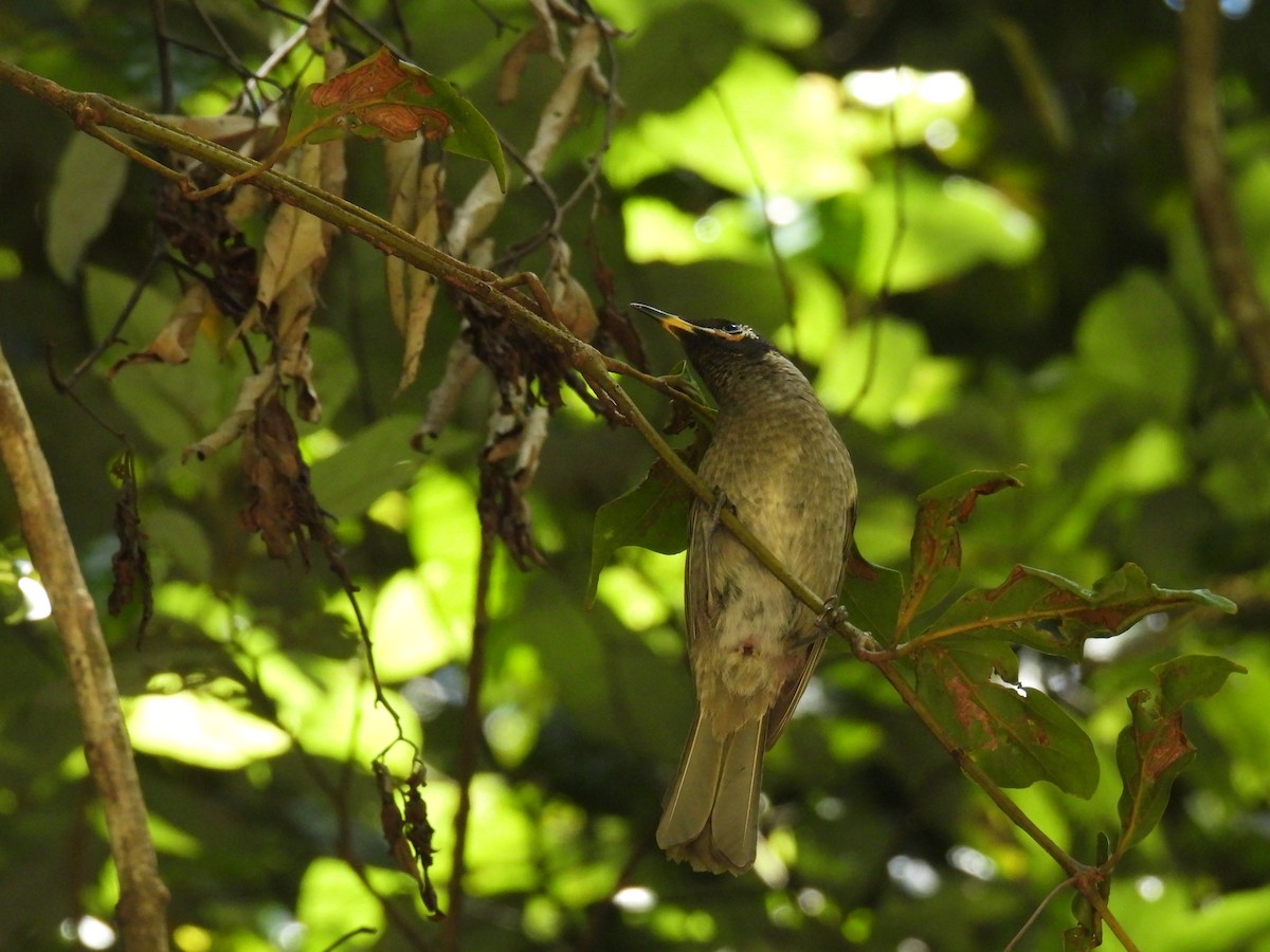 Bridled Honeyeater - Andrew McCafferty