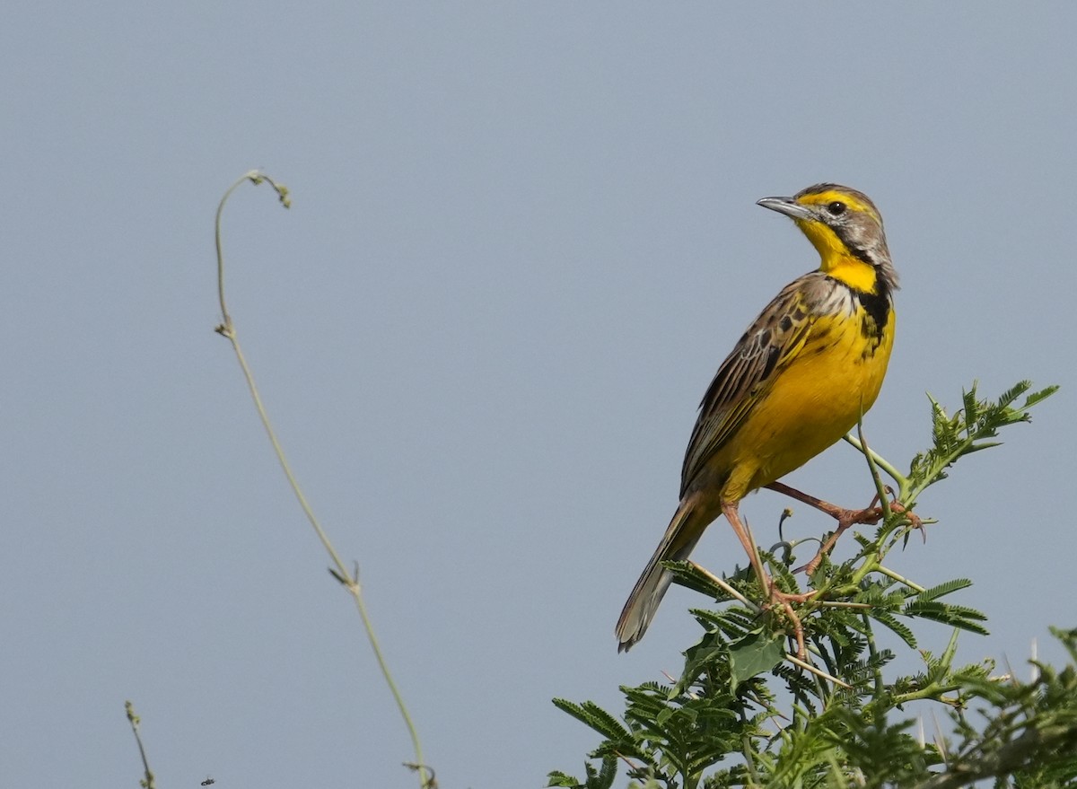 Yellow-throated Longclaw - ML625585756