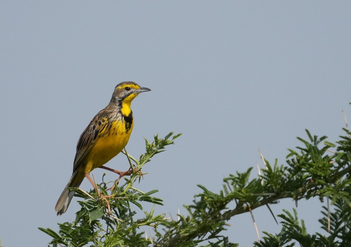 Yellow-throated Longclaw - ML625585842