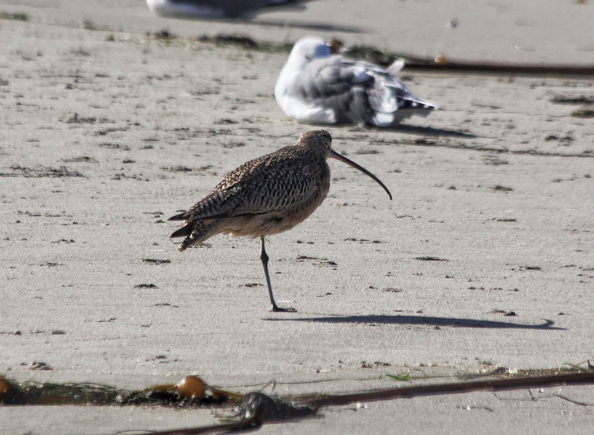Long-billed Curlew - ML625585868