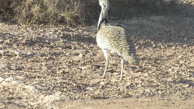 African Houbara - ML625585916