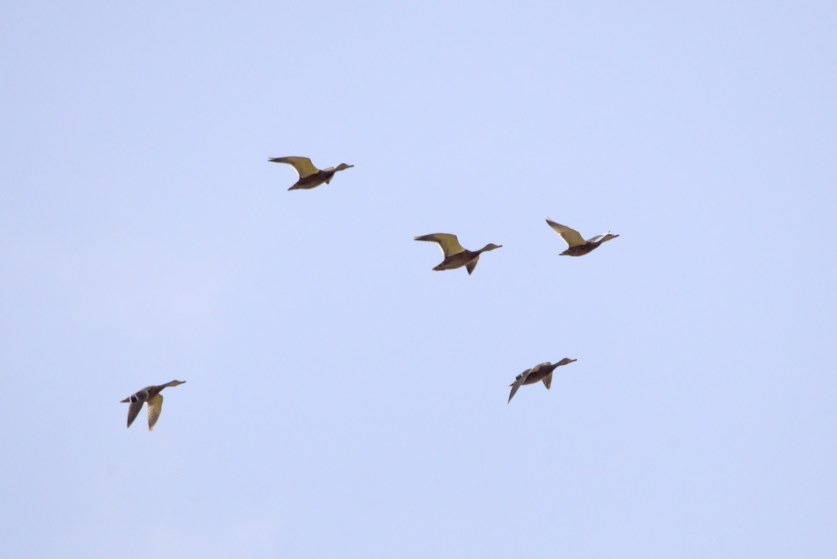 Mallard - ML625585934