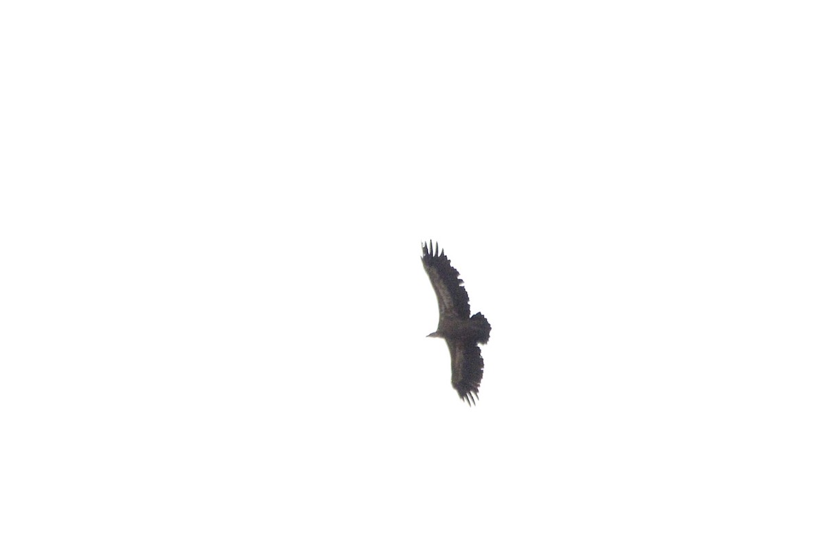 Eurasian Griffon - ML625585936