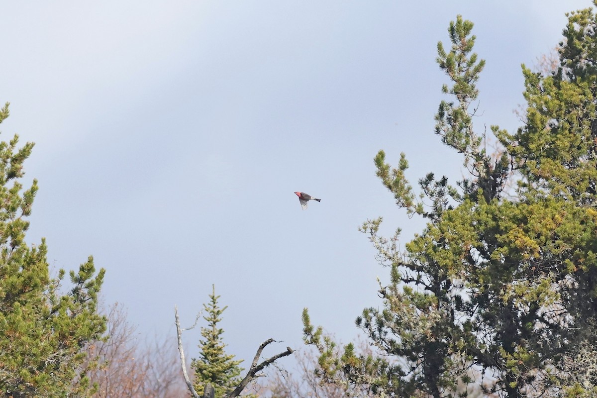 Pine Grosbeak - ML625585939