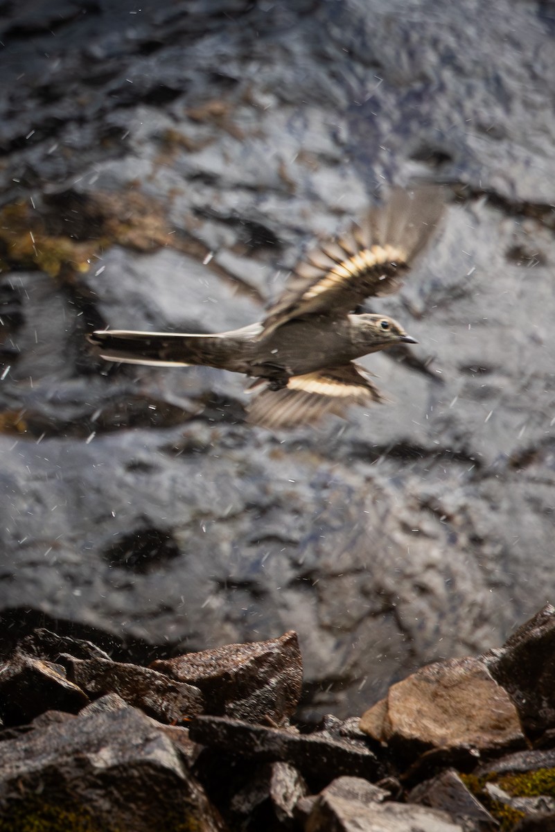 Townsend's Solitaire - ML625585940
