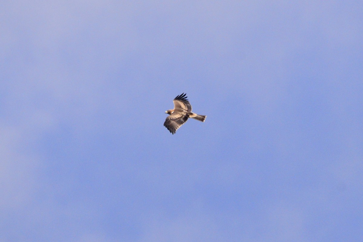 Booted Eagle - ML625585941