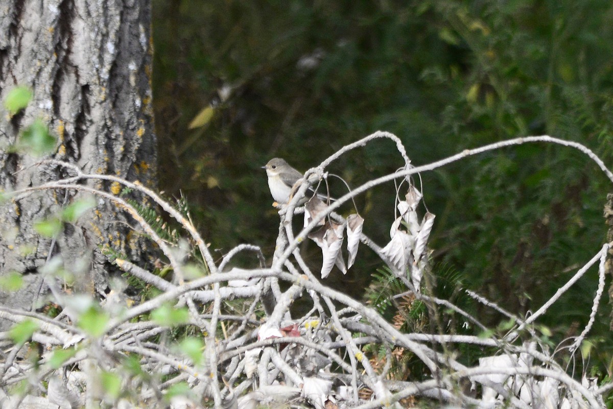European Pied Flycatcher - ML625585968