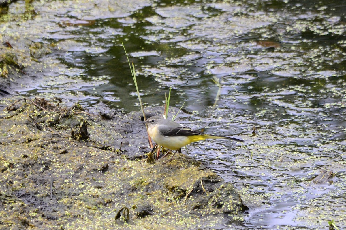 Gray Wagtail - ML625585971