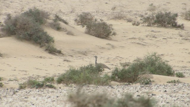 African Houbara - ML625586109