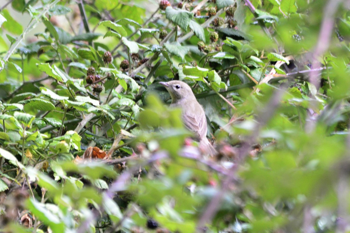 Garden Warbler - ML625586167