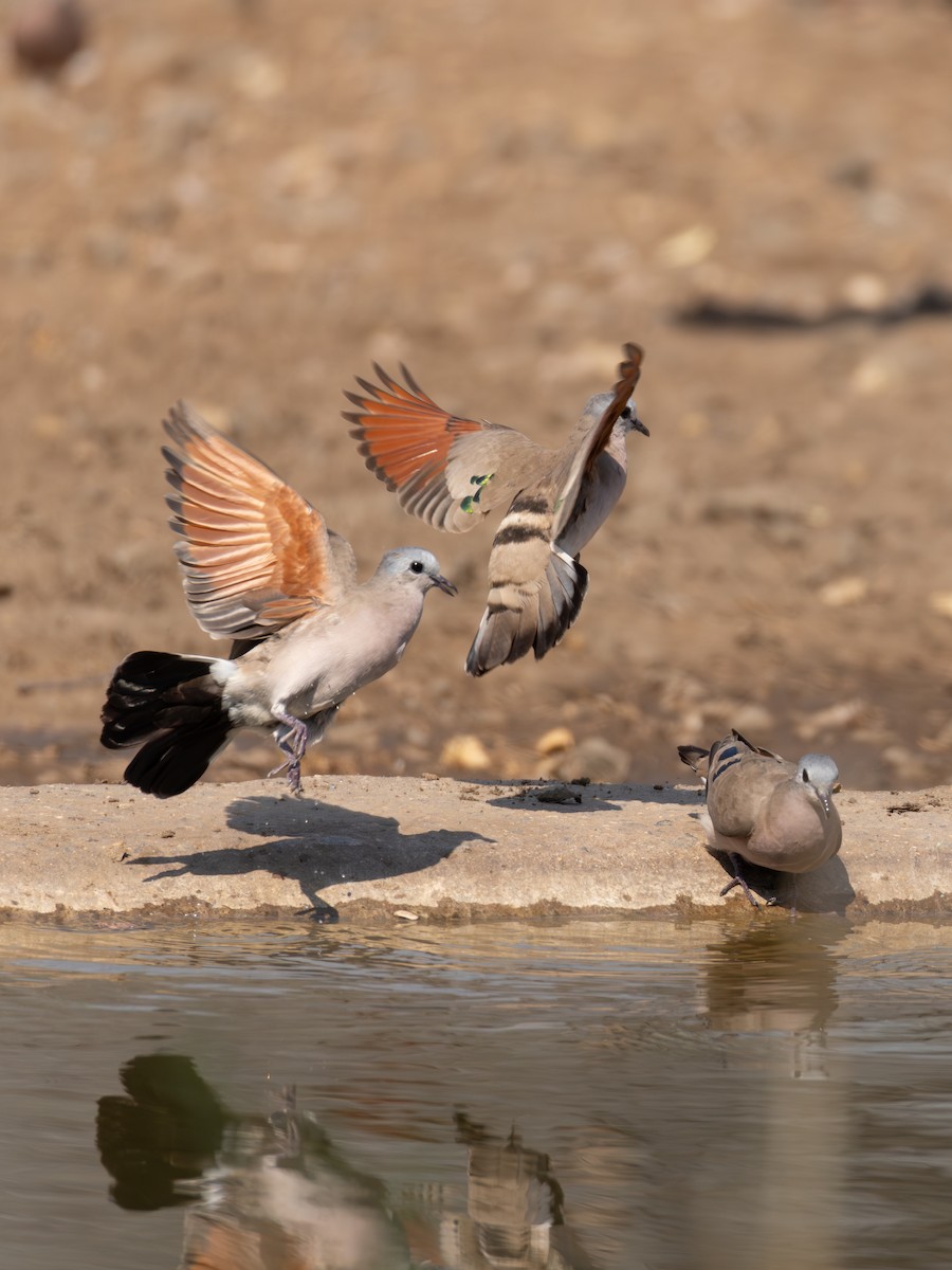 Yeşil Aynalı Kumru - ML625586229