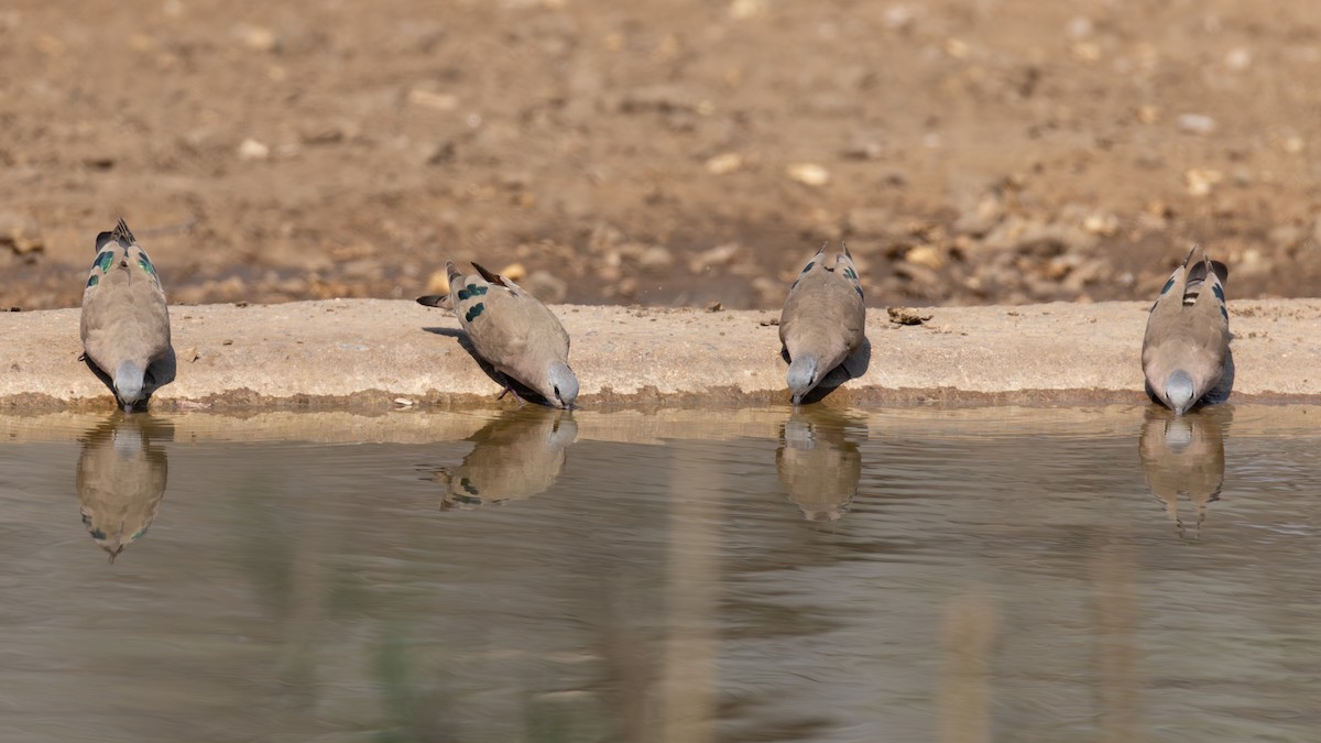 Palomita Aliverde - ML625586230