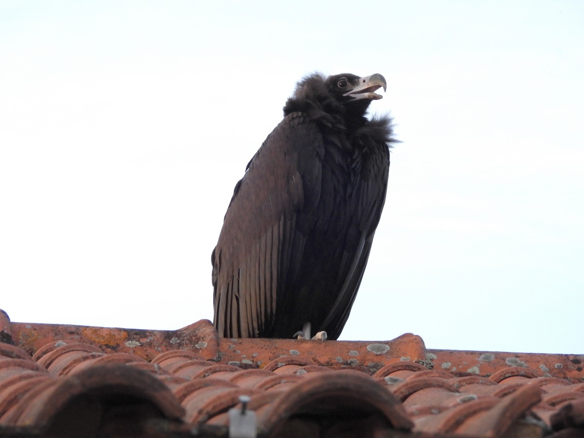 Cinereous Vulture - ML625586254