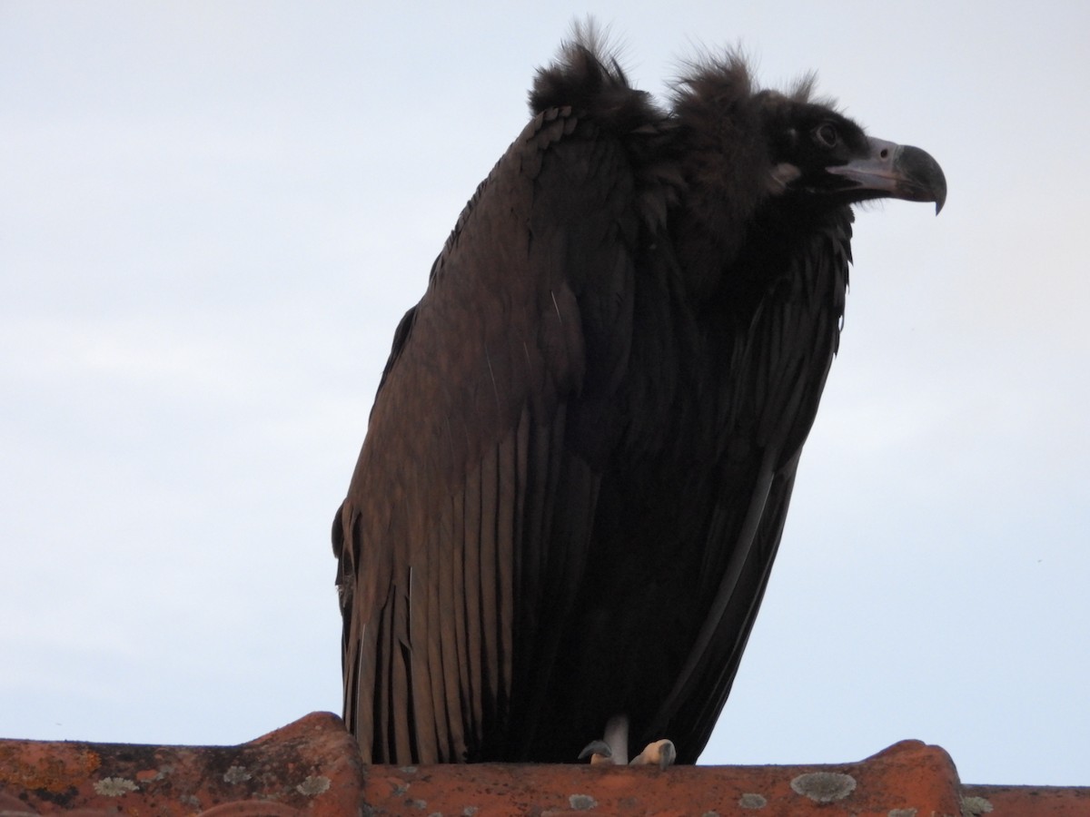 Cinereous Vulture - ML625586257