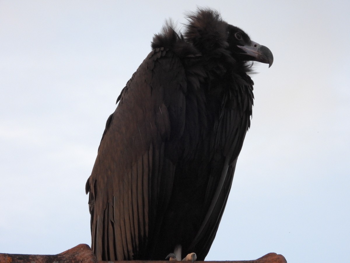 Cinereous Vulture - ML625586258