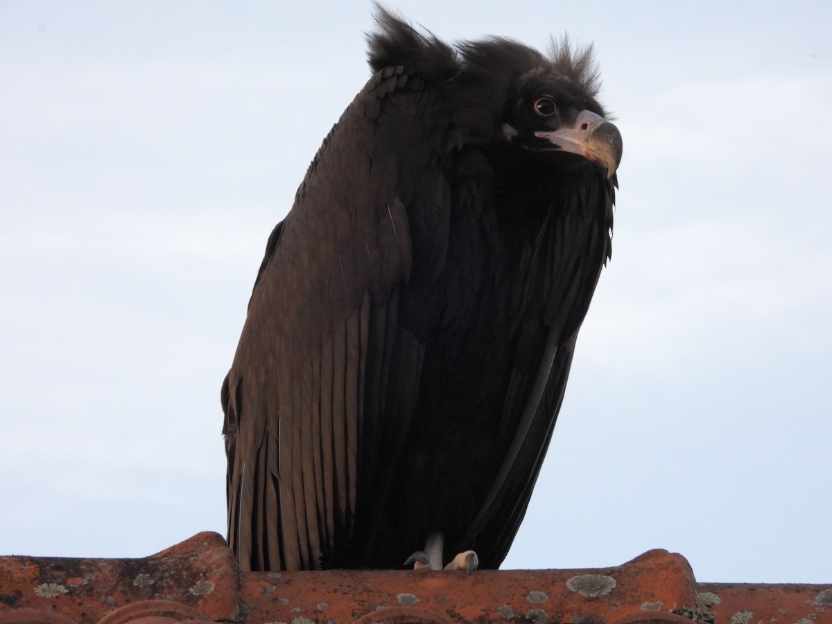 Cinereous Vulture - ML625586259