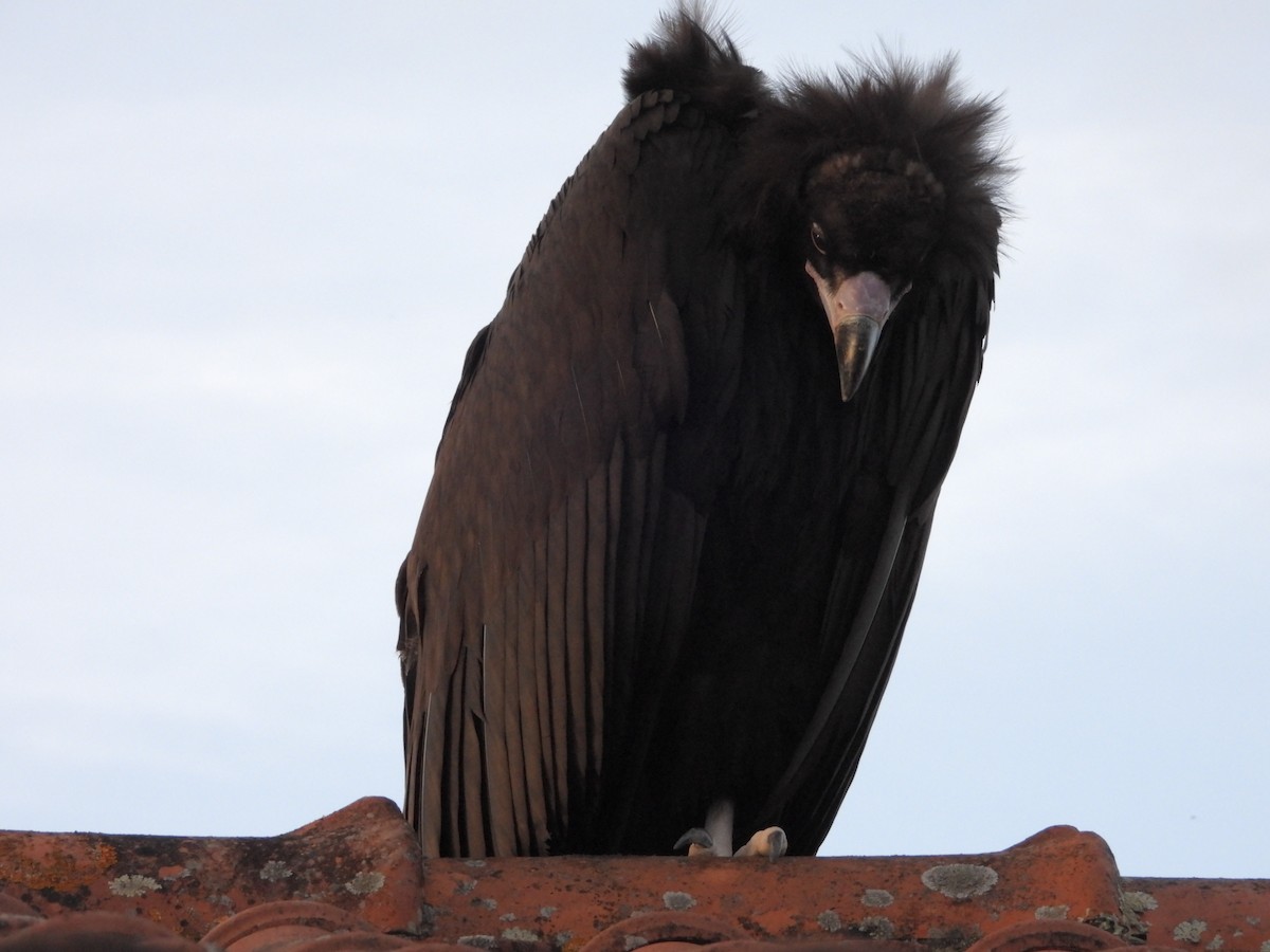 Cinereous Vulture - ML625586260