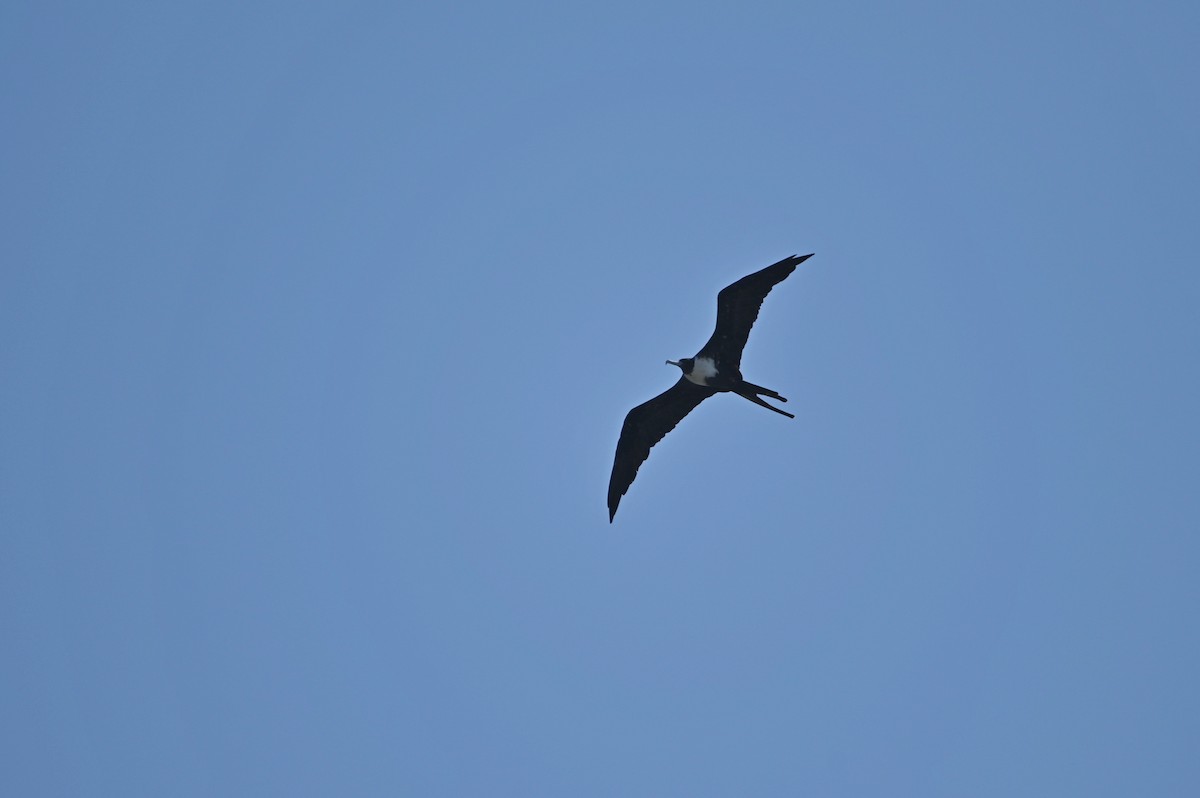 Magnificent Frigatebird - ML625586411